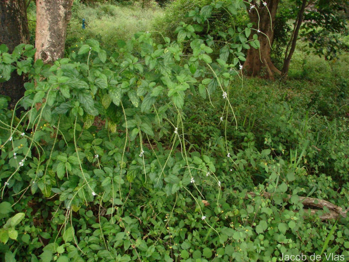 Stachytarpheta cayennensis (Rich.) Vahl